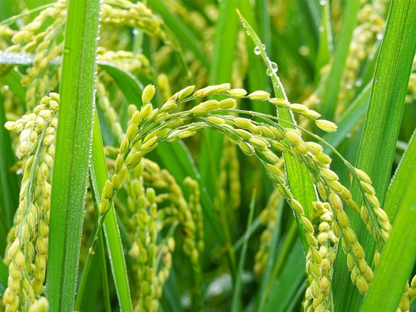 糧食烘干對(duì)現(xiàn)代人們營(yíng)養(yǎng)需求的補(bǔ)給